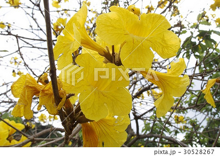 いっぺいの写真素材 いっぺいの写真素材