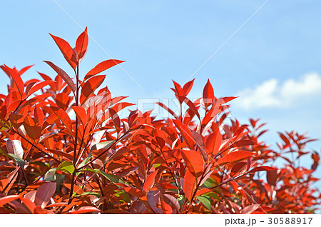 カナメモチ 自然 赤い葉 庭木の写真素材