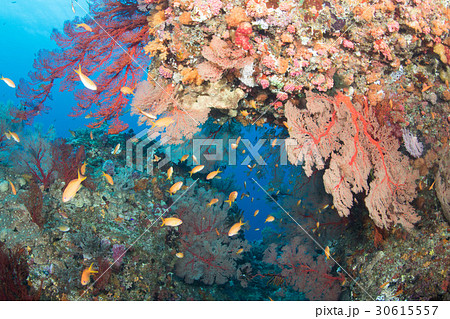磯花 サンゴ 珊瑚 海中の写真素材
