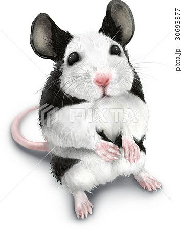 鼠 ハツカネズミ 白黒 マウスの写真素材