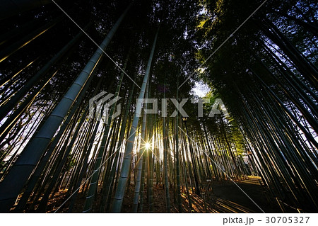 竹林 竹 竹藪 夕方の写真素材