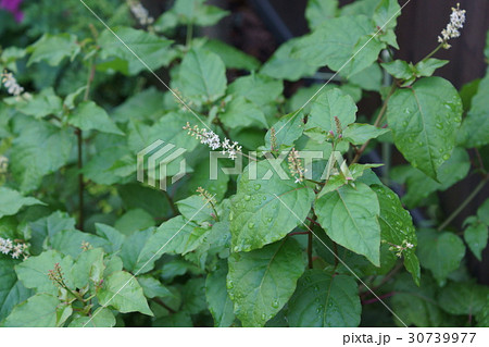 ジュズサンゴ 葉の写真素材