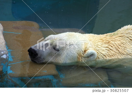 シロクマ ホッキョクグマ 東山動植物園 寝るの写真素材