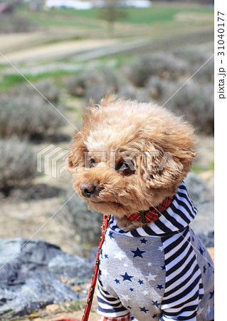 トイプードル 犬 すまし顔 可愛いの写真素材