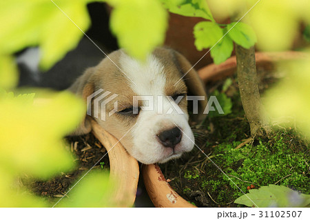 ビーグル犬 かわいい 可愛い キュートの写真素材