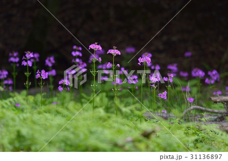 クリンソウの写真素材 - PIXTA