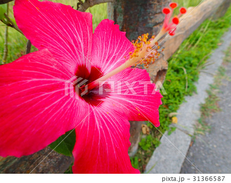ハイビスカス 沖縄 赤花 石垣島の写真素材