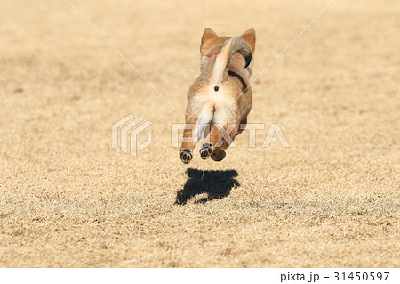 柴犬 子犬 赤柴 走るの写真素材