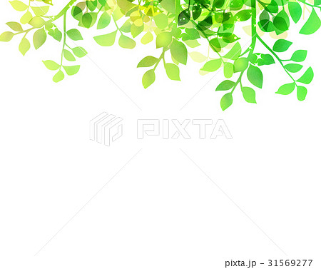 木漏れ日 背景素材 新緑 葉のイラスト素材