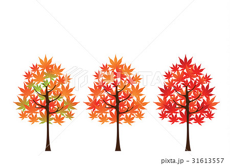 紅葉 もみじ 秋 木のイラスト素材