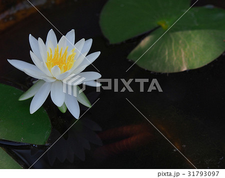 睡蓮の花の写真素材