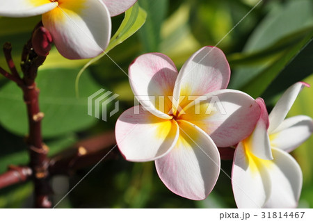 プルメリア 花 ピンク 南国の写真素材