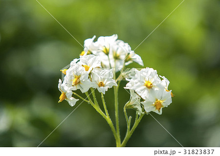 芋の花 ジャガイモの花の写真素材