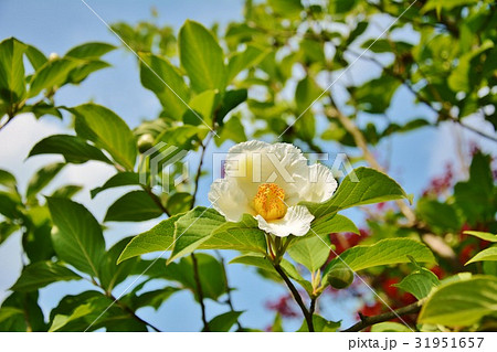 シャラの木花の写真素材