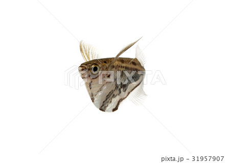 Zihpb0xfgtplkm Zihpb0xfgtplkm