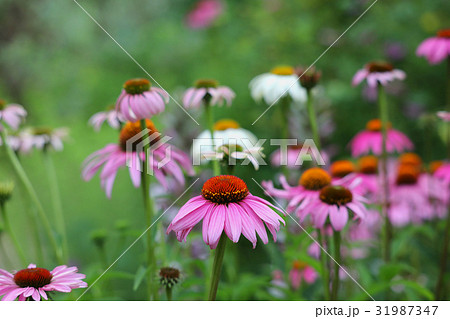 トールペイント 花の写真素材