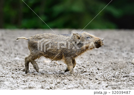 豚のしっぽの写真素材