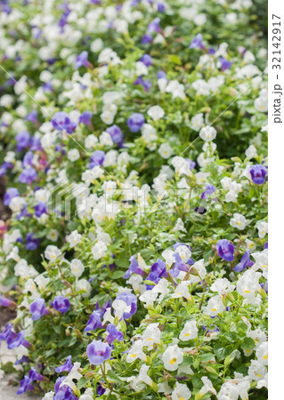 夏すみれの写真素材