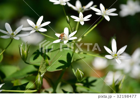 スターオブベツレヘム ベツレヘムの星 花の写真素材