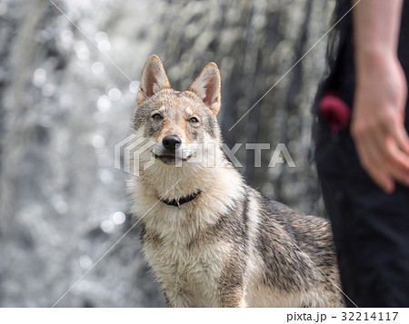 チェコスロバキアン ウルフドッグの写真素材