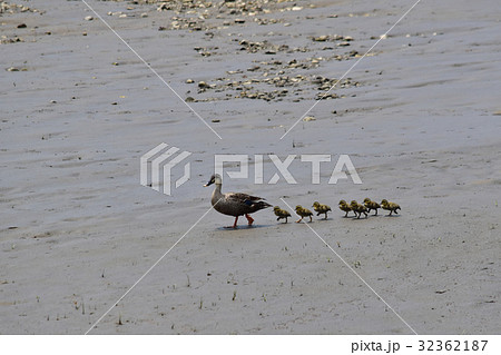 カルガモ行進の写真素材 Pixta