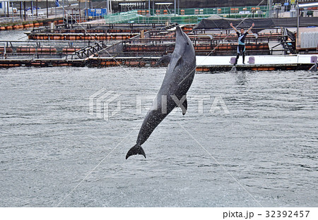 つくみイルカ島の写真素材