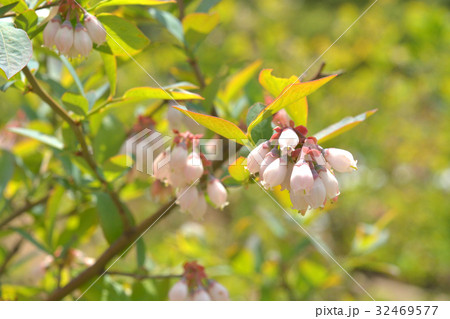 釣鐘型花の写真素材