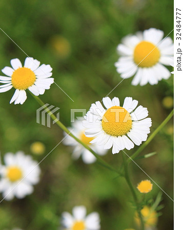 カモミールの花の写真素材