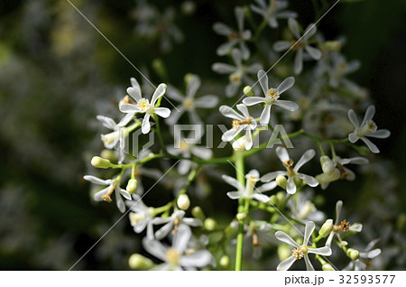 植物 ニーム インドセンダン 花の写真素材