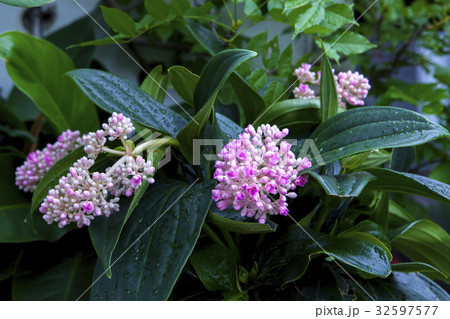 珍珠寶蓮照片素材