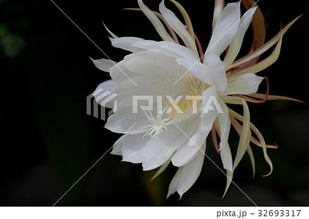 月下美人 花 きれい サボテンの写真素材