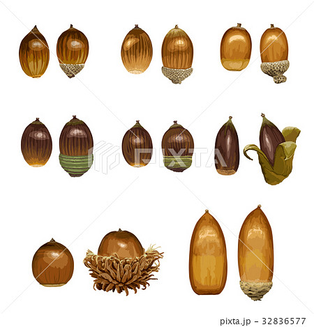 ドングリ 秋 木の実 植物の写真素材