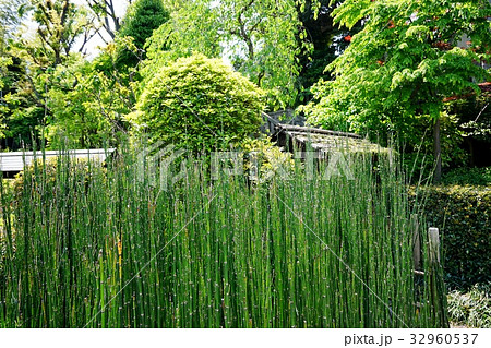 トクサ 植物 和 日本の写真素材