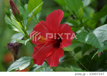 マレーシア国花の写真素材