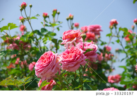 ローズ・ガーデン 薔薇 英国の庭 イングリッシュ・ローズの写真
