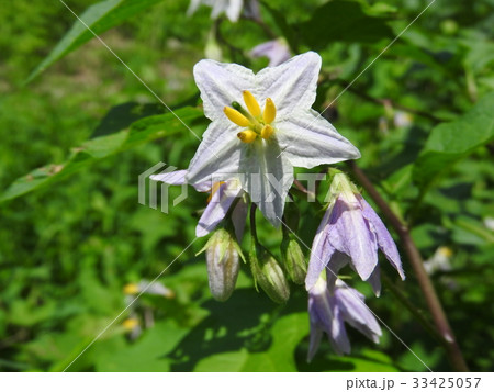 まるでバナナのような雄しべの ワルナスビ の花の写真素材