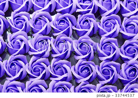 紫 バラ 花 薔薇の写真素材
