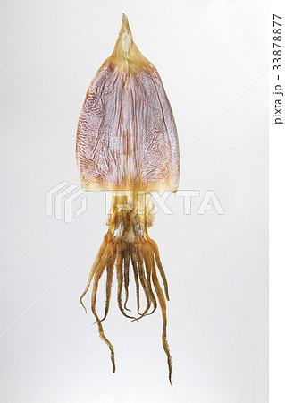 松白するめの写真素材