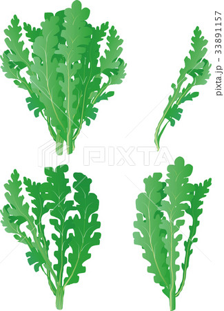 菊菜のイラスト素材