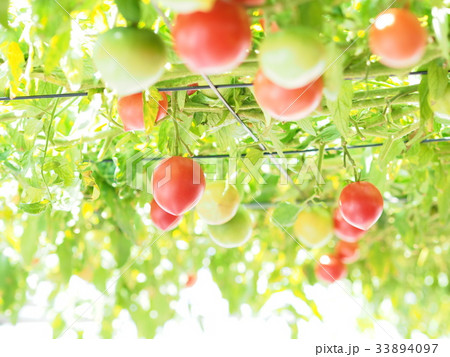 トマトの森 えこりん村 トマト 恵庭の写真素材