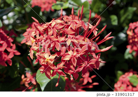 サンダンカ 三段花の写真素材 - PIXTA