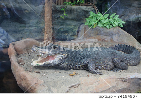 ワニ ニシアフリカコガタワニ 動物園 上野動物園の写真素材