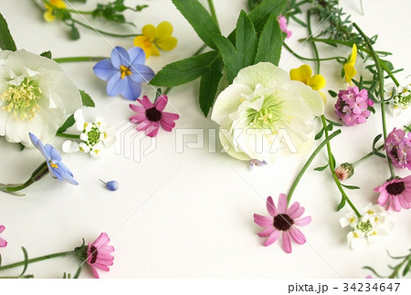 春 花 カラフル 白背景の写真素材