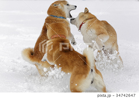 噛み付く 犬の写真素材