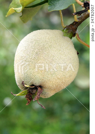 西洋カリンの写真素材