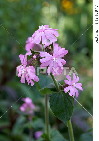 花 植物 花壇 シレネの写真素材