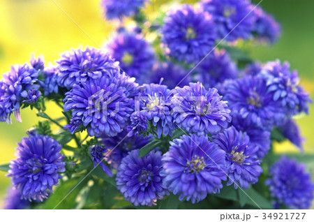 花 園芸 アスター 青紫色の写真素材