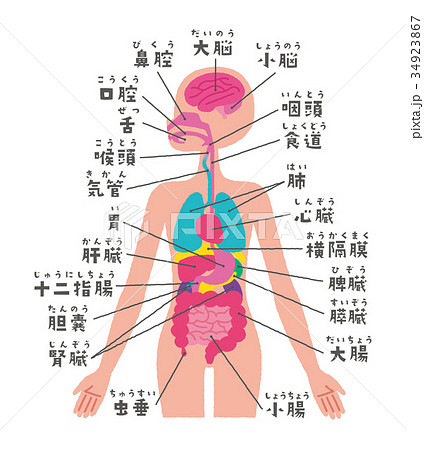 内臓 図 名称 人体図のイラスト素材 Pixta