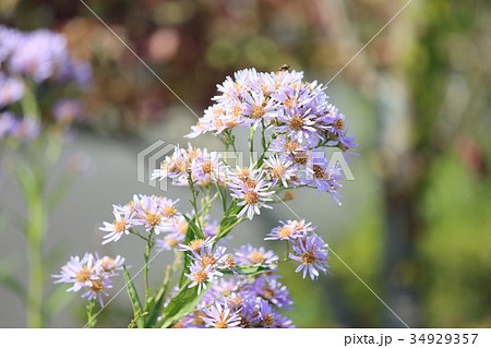 シオン 花の写真素材