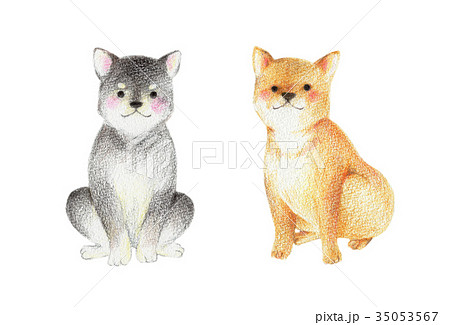 動物 犬 柴犬 色鉛筆画のイラスト素材